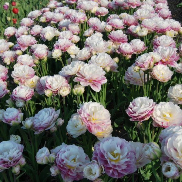 tulipa tulips-double surprise bulbs-tulpes-tulpių-svogūnėliai-exclusive-gėlės-ir-manufaktūra-bijūninė-bijūninė pilnavidurė balta dvispalvė