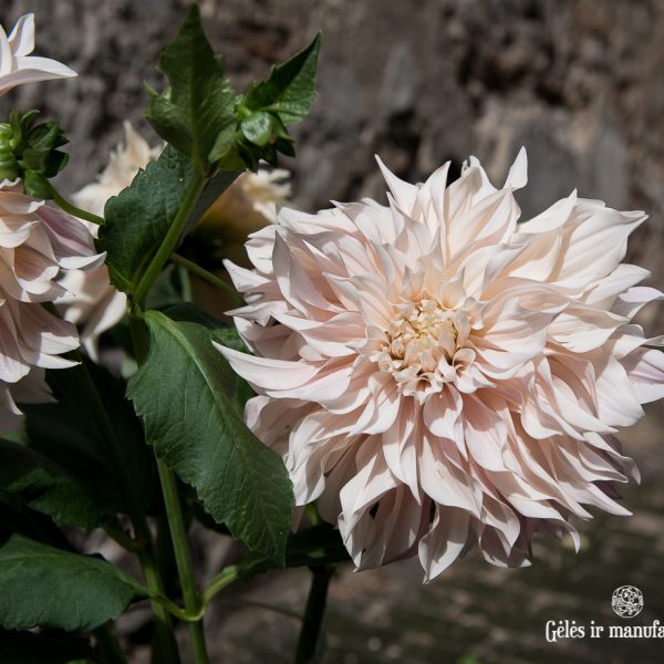 dahlia jurginas jurginai cafe au lait flowers gėlės ir manufaktūra pastelines spalvos