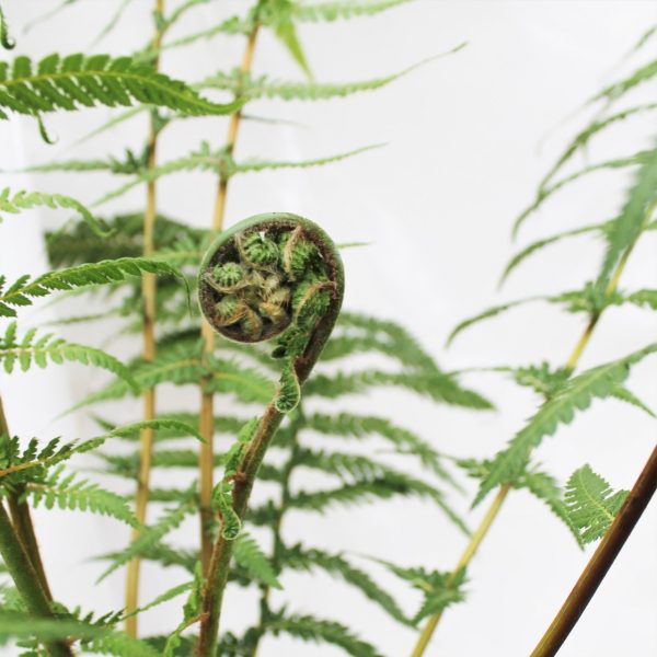 dicksonia antarctica tree ferns medinis medėjantis papartis gėlės ir manufaktūra