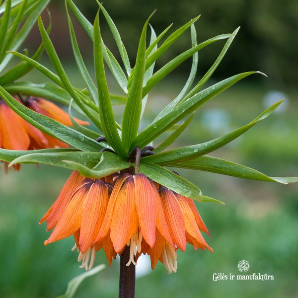 fritillaria imperialis aurora orange bulbs oranžinė karalliška margutė svogūnėliai gėlės ir manufaktūra svogūninis augalas Vingio botanikos sodas Vingis