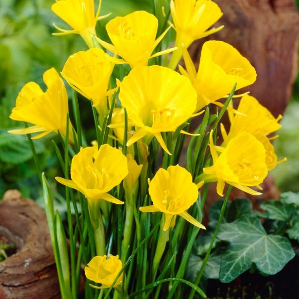 narcissus daffodils narcizas geltonas Golden bells bulbocodium narcizai gėlės ir manufaktūra bulbs svogūninis augalas svogunėliai