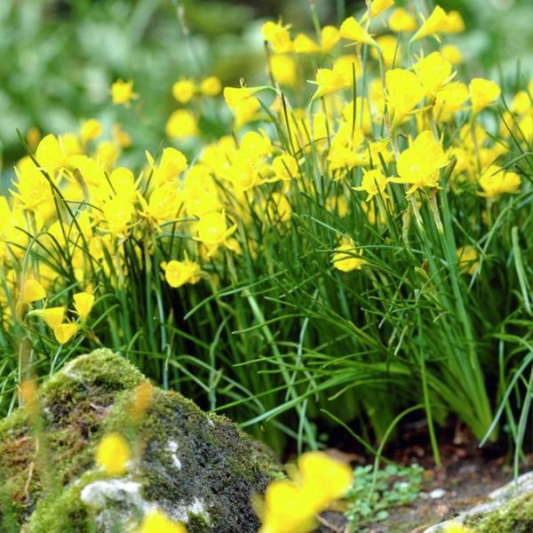 narcissus daffodils narcizas geltonas Golden bells bulbocodium narcizai gėlės ir manufaktūra bulbs svogūninis augalas svogunėliai