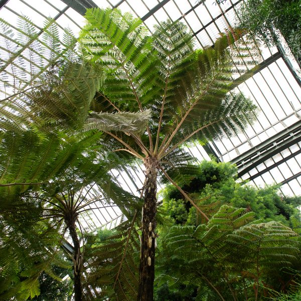 mediniai paparciai botanikos sodas tree fern paris jardin des plantes orangerie