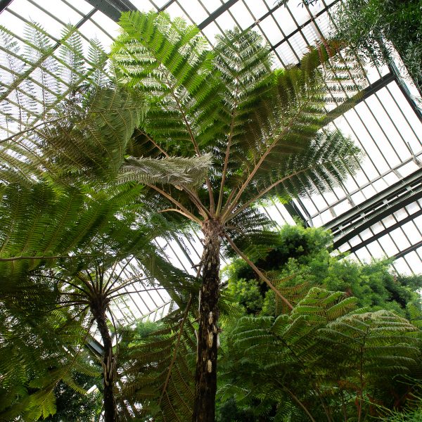 mediniai paparciai botanikos sodas tree fern paris jardin des plantes orangerie