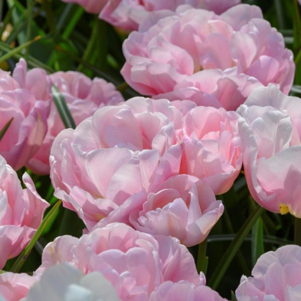 tulipa mariage pink double tulips-bulbs šviesiai rožinė pilnavidurė tulpes-tulpių-svogūnėliai-gėlės-ir-manufaktūra bijunines augalas