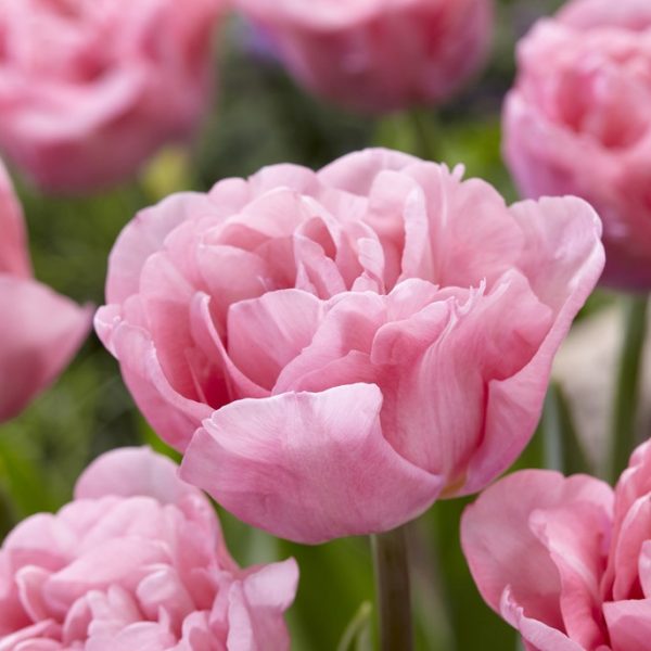 tulipa mariage tulips bulbs šviesiai rožinė pilnavidurė tulpes-tulpių-svogūnai-gėlės-ir-manufaktūra bijunines-svogūninis-augalas pink double