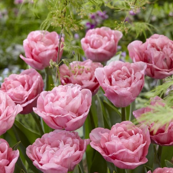 tulipa mariage tulips bulbs šviesiai rožinė pilnavidurė tulpes-tulpių-svogūnai-gėlės-ir-manufaktūra bijunines-svogūninis-augalas pink double