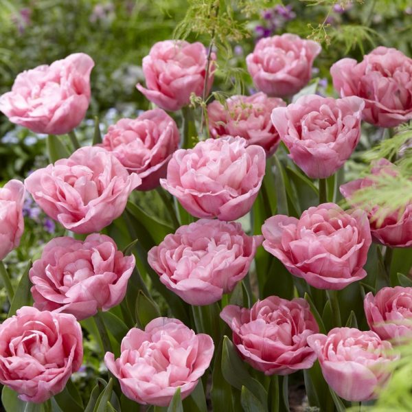 tulipa mariage pink double tulips-bulbs šviesiai rožinė pilnavidurė tulpes-tulpių-svogūnėliai-gėlės-ir-manufaktūra bijunines augalas