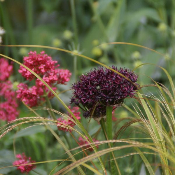 allium atropurpureum ornamental bulbs dekoratyvinis svogūninis augalas česnakas bordiniai juodi burokėlių spalvos žiedai gėlės ir manufaktūra black magenta