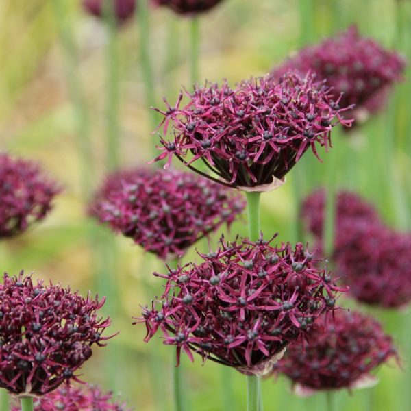 allium atropurpureum ornamental bulbs dekoratyvinis svogūninis augalas česnakas bordiniai juodi burokėlių spalvos žiedai gėlės ir manufaktūra black magenta