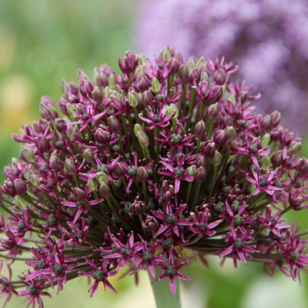 allium miami ornamental bulbs dekoratyvinis svogūninis augalas česnakas bordiniai purple purpuriniai gėlės ir manufaktūra