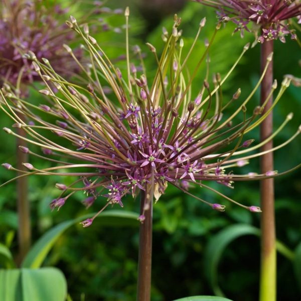 allium schubertii ornamental onion bulbs svogūninis augalas dekoratyvinis česnakas purpuriniai violetiniai žiedai gėlės ir manufaktūra svogūnas