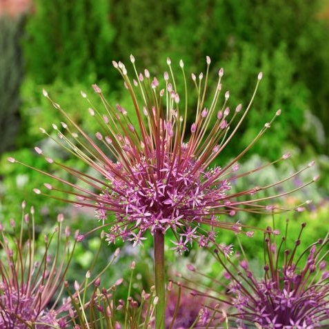 allium schubertii ornamental onion bulbs svogūninis augalas dekoratyvinis česnakas purpuriniai violetiniai žiedai gėlės ir manufaktūra svogūnas