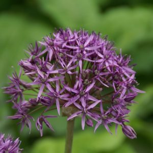 allium violet beauty bulbs svogūninis augalas dekoratyvinis česnakas violetiniai gėlės ir manufaktūra