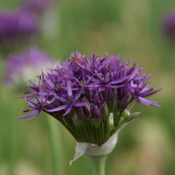 allium violet beauty bulbs svogūninis augalas dekoratyvinis česnakas violetiniai gėlės ir manufaktūra
