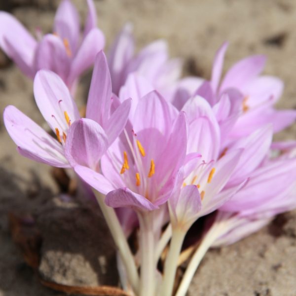 colchicum autumnale vėlyvis rudeninis svogūninis augalas rožinis violetinis gėlės ir manufaktūra svogūnai