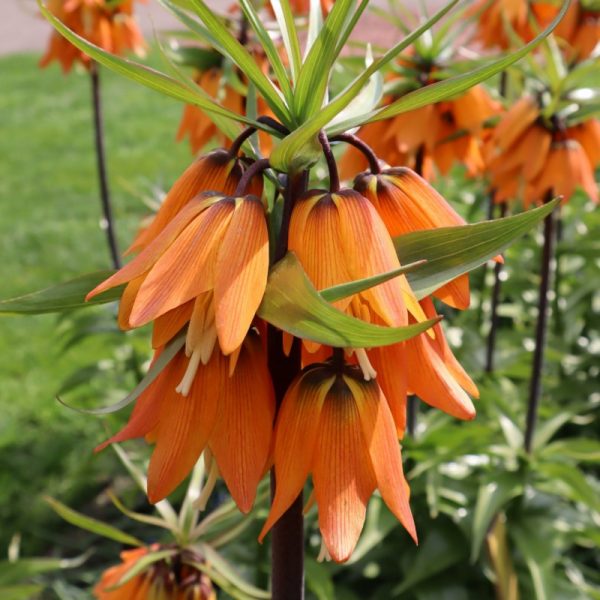 fritillaria aurora imperialis orange daugiažiedė margutė karališka oranžinė gėlės ir manufaktūra