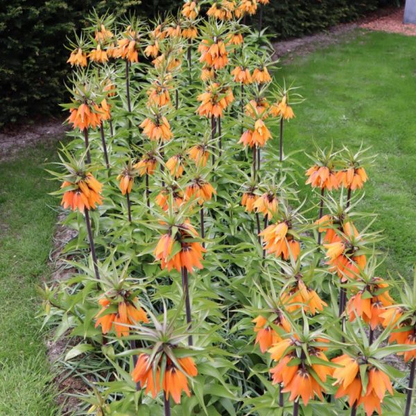 fritillaria aurora imperialis orange daugiažiedė margutė karališka oranžinė gėlės ir manufaktūra
