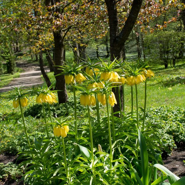 margutė fritillaria imperialis maxima lutea Botanikos sodas Vingis augalas