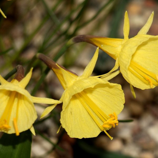 narcissus-bulbocodium-yellow-golden-bells-miniatiūriniai-natūralistiniai-narcizai-gėlės-ir-manufaktūra-svogūnai-augalas-daffodils-shutterstock_1939656439