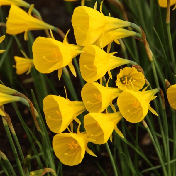 narcissus bulbocodium yellow golden bells mini daffodils miniatiūriniai narcizai gėlės ir manufaktūra svogūnai augalas