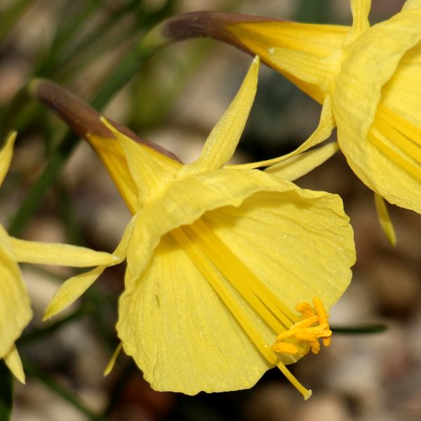 narcissus-bulbocodium-yellow-golden-bells-miniatiūriniai-natūralistiniai-narcizai-gėlės-ir-manufaktūra-svogūnai-augalas-daffodils-shutterstock_1939656439