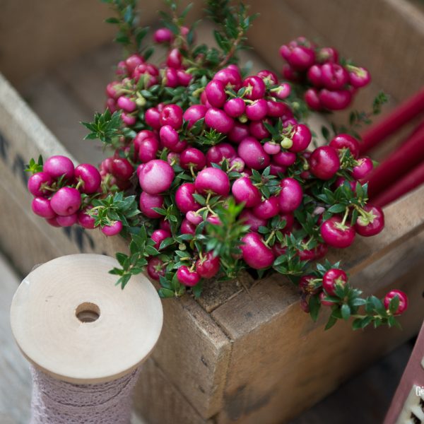 pernettya bruknuolė spūglas uogos augalas berries gėlės ir manufaktūra ruduo rudeninis autumn