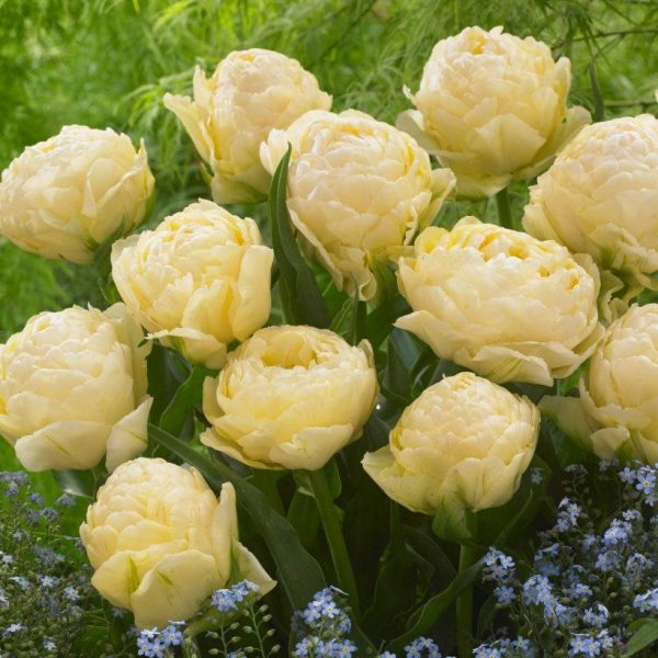 tulipa bowl of beauty bulbs cream double pilnavidurė bijūninė kreminė tulpė svogūnėliai gėlės ir manufaktūra