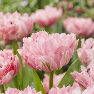 tulipa sugar crystal bulbs fringed pink double pilnavidurė bijūninė šerkšnota tulpė rožinė svogūnėliai gėlės ir manufaktūra