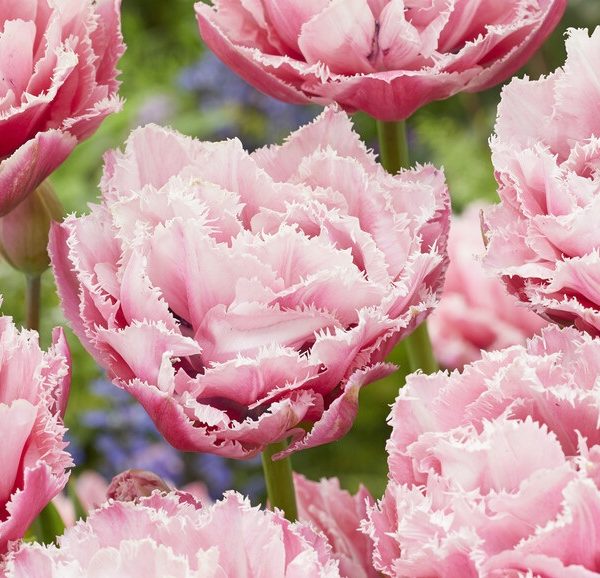 tulipa sugar crystal bulbs fringed pink double pilnavidurė bijūninė karpyta šerkšnota tulpė rožinė svogūnėliai gėlės ir manufaktūra