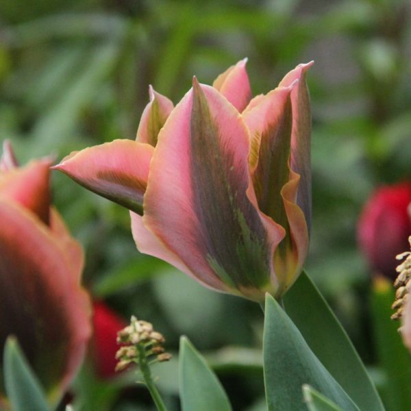 tulipa viridiflora artist tulips bulbs tulpes žaliažiedė marga svogūnėliai tulpių gėlės ir manufaktūra žaliai oranžinė