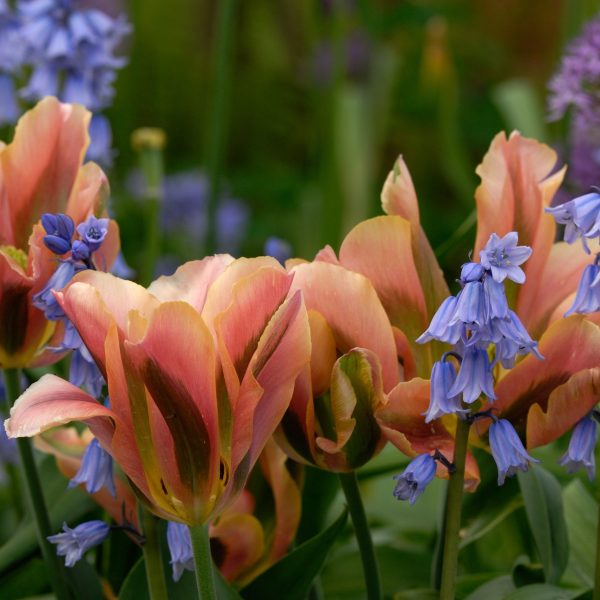 tulipa-viridiflora-artist-tulips-bulbs-tulpes-žaliažiedė-persikinė-svogūnėliai-tulpių-gėlės-ir-manufaktūra-shutterstock_2160086747