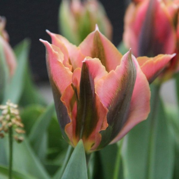 tulipa viridiflora artist tulips bulbs tulpes žaliažiedė marga svogūnėliai tulpių gėlės ir manufaktūra žaliai oranžinė