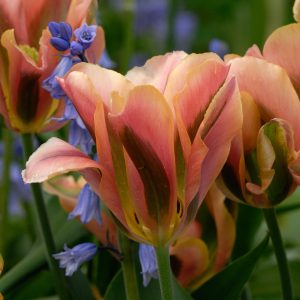 tulipa-viridiflora-artist-tulips-bulbs-tulpes-žaliažiedė-persikinė-svogūnėliai-tulpių-gėlės-ir-manufaktūra-shutterstock_2160086747