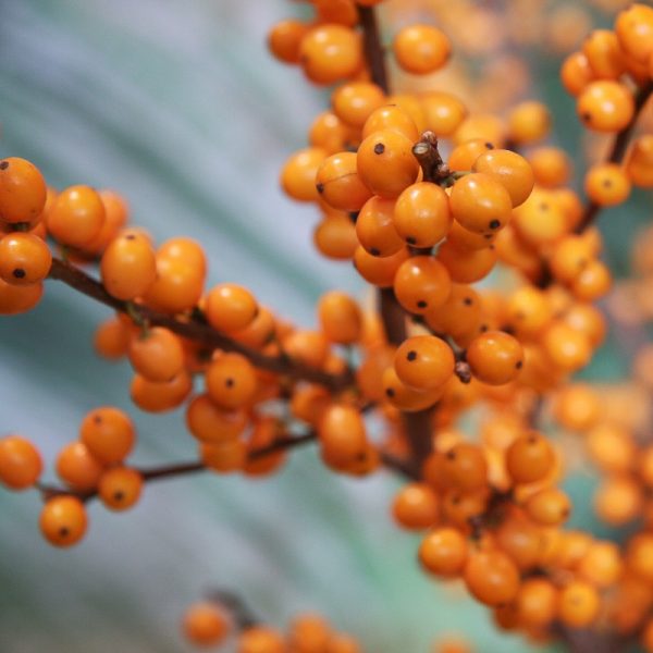 Ilex Bugienis geltonas yellow orange berries gėlės ir manufaktūra uogos skintos