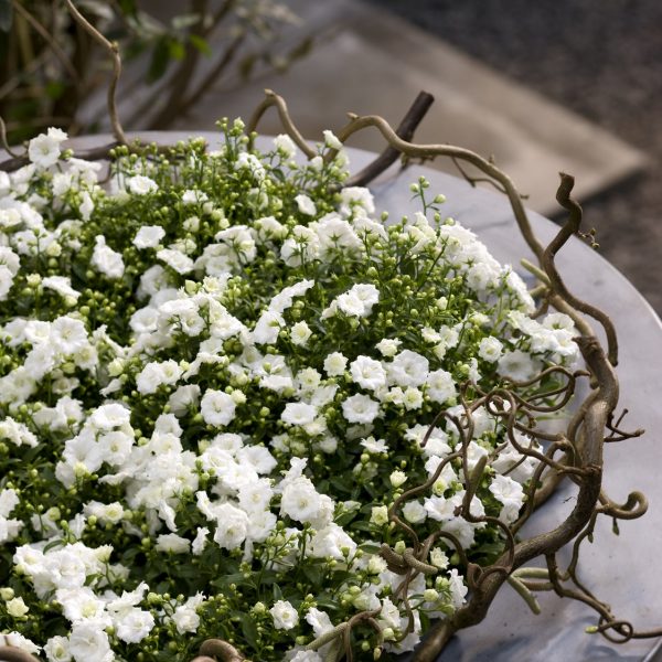 campanula white katilėlis floradania plants lauko augalas žydintis gėlės ir manufaktūra