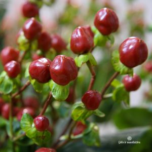hypericum red jonažolės uogos raudonos žalios skintos gėlės ir manufaktūra