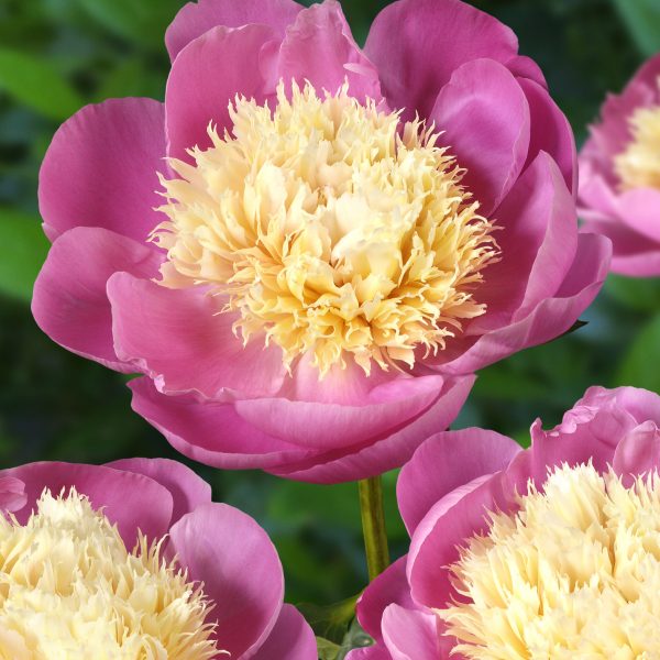 paeonia bijūnas bowl of beauty gėlės ir manufaktūra daugiametis sodo augalas tulipstore