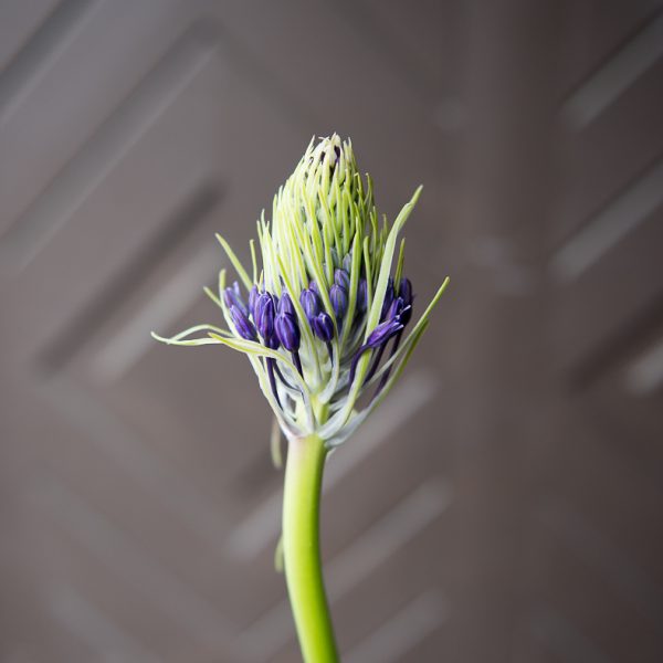 scilla peruviana scylė linksmė violetinė skintos gėlės ir manufaktūra