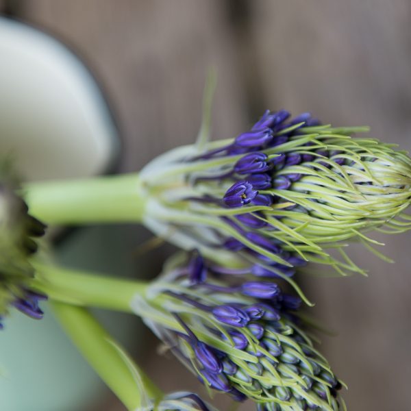 scilla peruviana scylė linksmė violetinė skintos gėlės ir manufaktūra