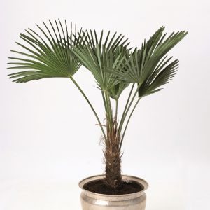 trachycarpus fortunei palm arecaceae gėlės ir manufaktūra palmė atspari šalčiui Floradania