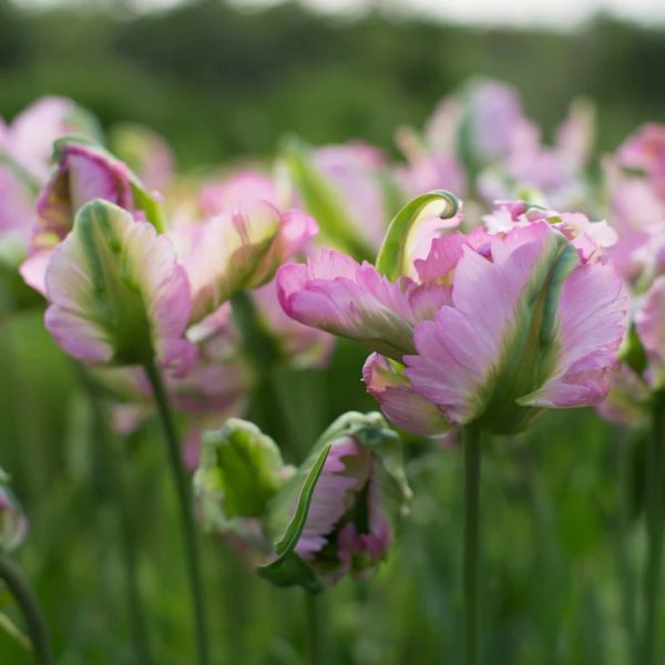 tulipa green wave bulbs parrot viridiflora papūginė kreminė tulpė žalia svogūnėliai gėlės ir manufaktūra