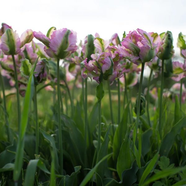 tulipa green wave bulbs parrot viridiflora papūginė kreminė tulpė žalia svogūnėliai gėlės ir manufaktūra