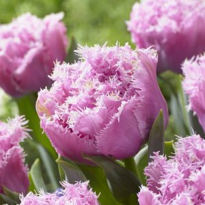 tulipa perth bulbs fringed pilnavidurė bijūninė šerkšnota tulpė svogūnėliai gėlės ir manufaktūra violet double