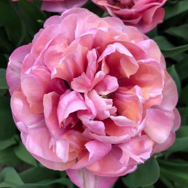 tulipa tulpė pink treasure bijūninė pilnavidurė bulbs double rožinė svogūnėliai gėlės ir manufaktūra