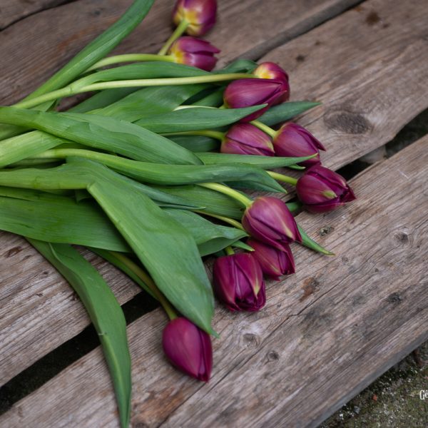 tulipa tulips tulpės skintos skinta Gėlės ir manufaktūra flowers