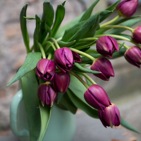 tulipa tulips tulpės skintos skinta Gėlės ir manufaktūra flowers
