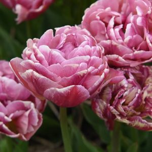 tulipa tulpė pink treasure bijūninė pilnavidurė bulbs double rožinė svogūnėliai gėlės ir manufaktūra