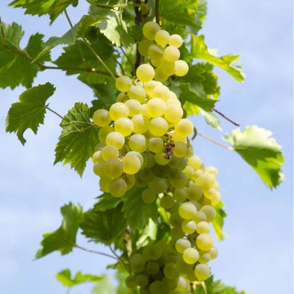 vitis-vinifera-bianca-vynmedis-vynuogės geles ir manufaktura
