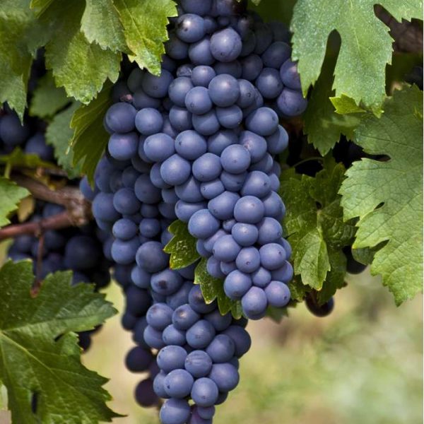 vitis-vinifera-boskoop-glory-vynmedis-mėlynos-vynuogės geles ir manufaktura